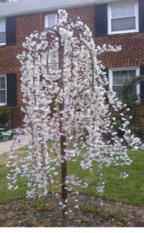 Snow Fountain Weeping Cherry - image 2