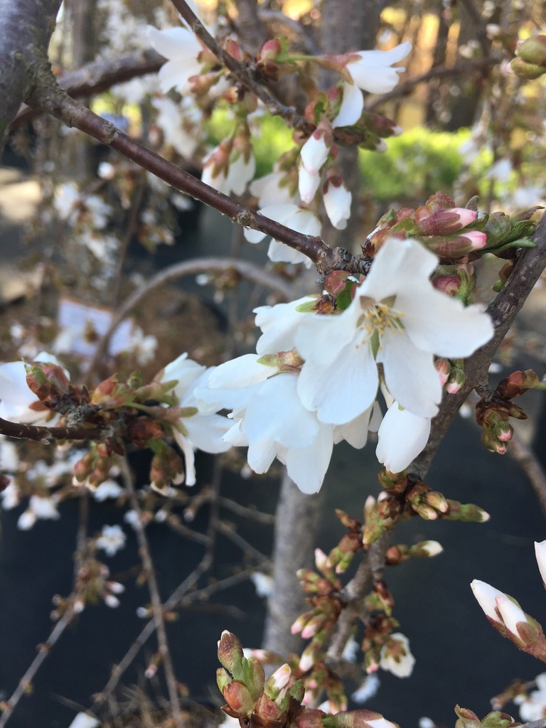 Snow Fountain Weeping Cherry - image 3