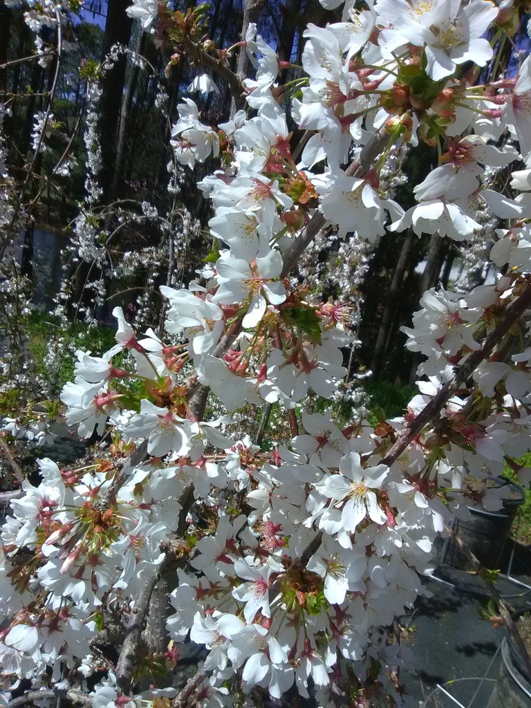 Snow Fountain Weeping Cherry - image 4