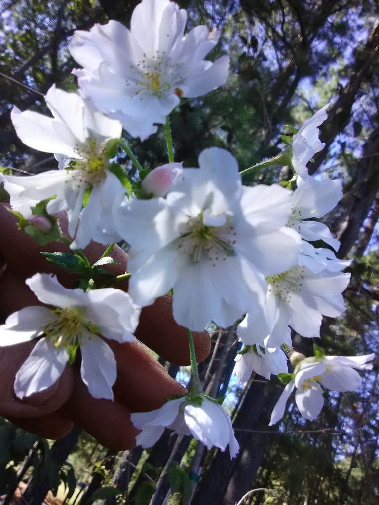 Autumn Cherry - Prunus subhirtella 'Autumnalis' - image 2
