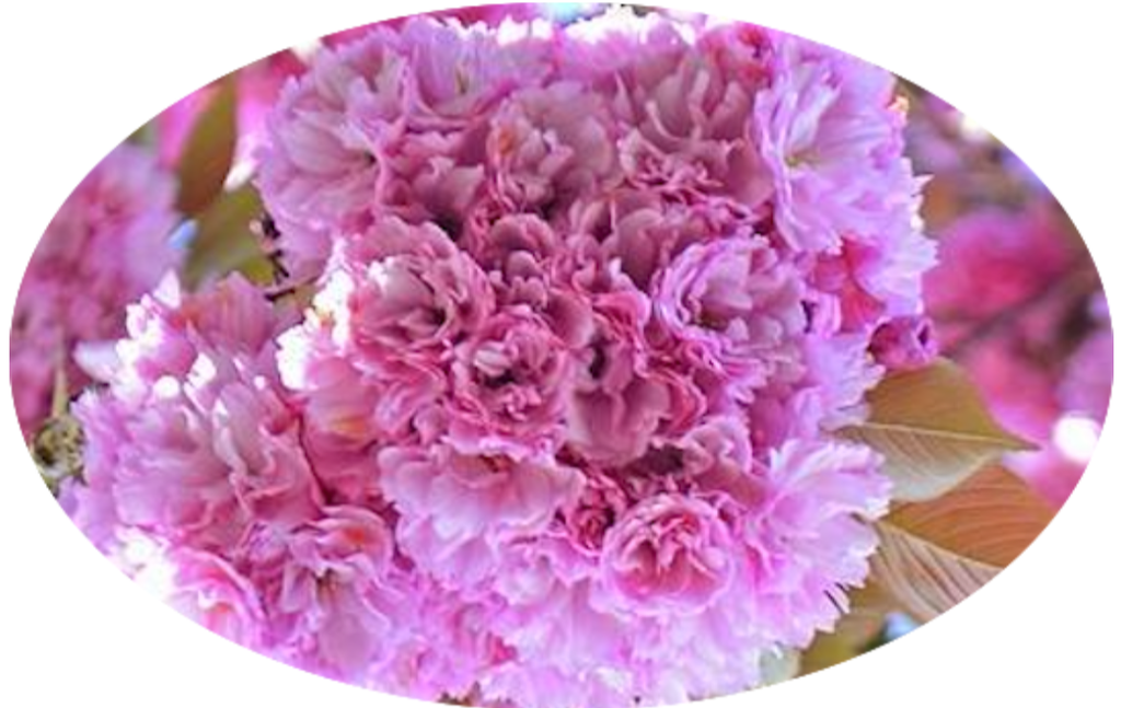 Kwanzan Cherry - Double Pink Flowering Tree - image 2