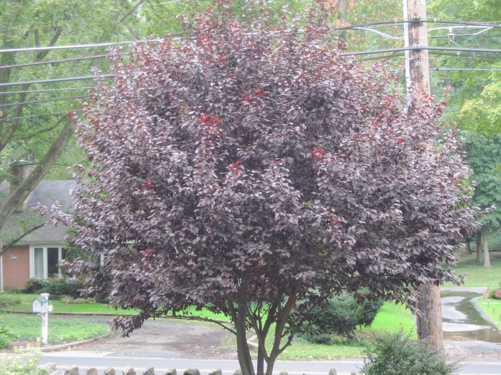 Thundercloud Purple Leaf Plum - Prunus cerasifera - image 2