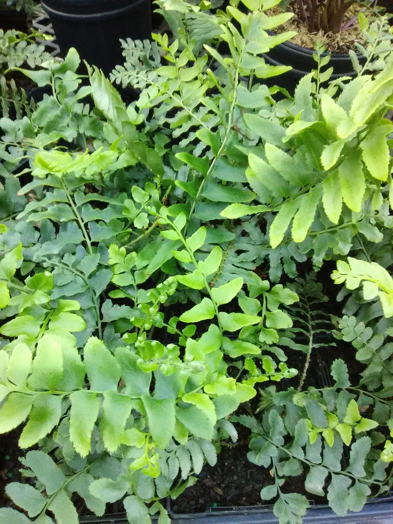 Christmas Fern - Polystichum acrostichoides - image 2