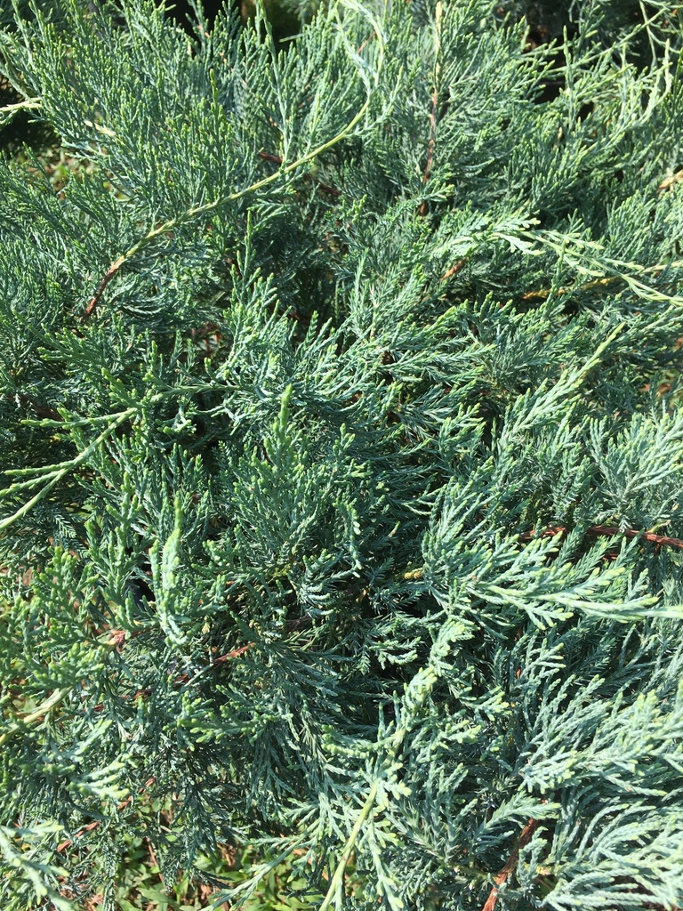 Grey Owl Juniper – Silver-Grey Deer Resistant Evergreen Shrub - image 2