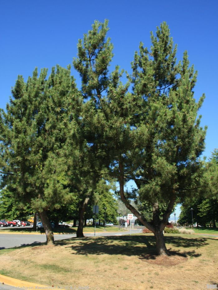 Japanese Black Pine - B&B - image 2