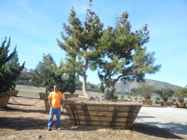 Japanese Black Pine - B&B - image 5
