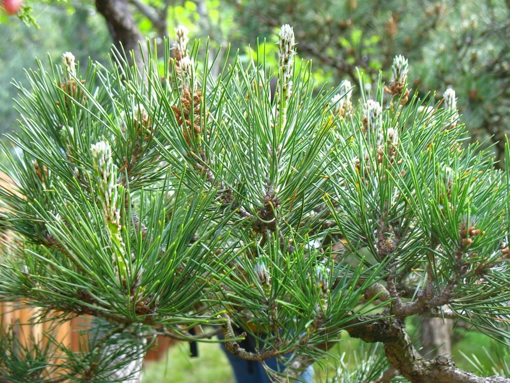 Japanese Black Pine - B&B - image 6