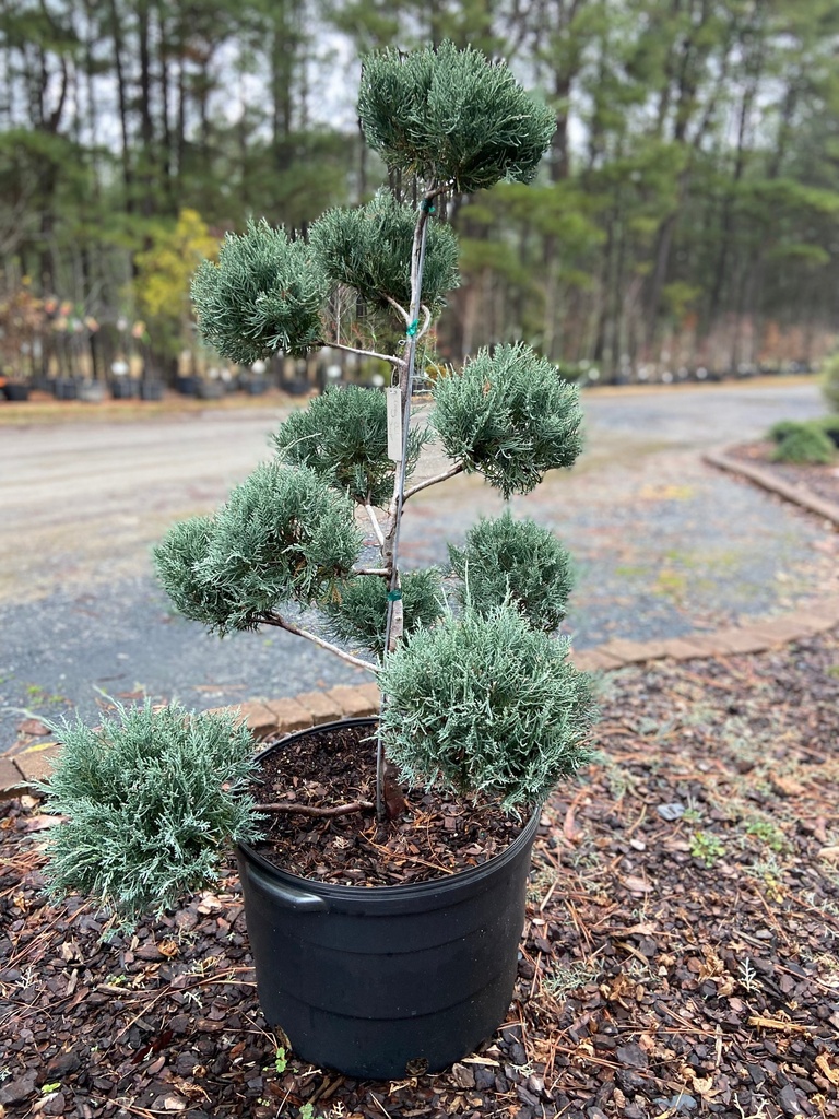 Grey Owl Juniper – Silver-Grey Deer Resistant Evergreen Shrub - image 3