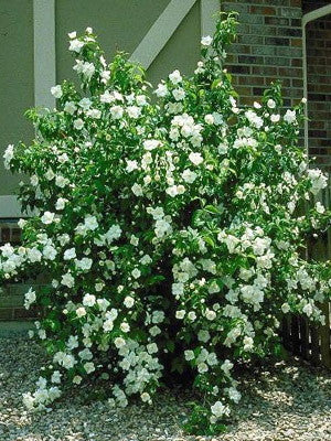 Mock Orange - Fragrant White Flowering Shrub - image 2