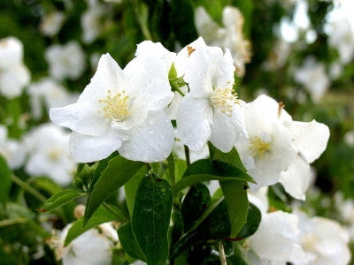 Mock Orange - Fragrant White Flowering Shrub - image 3