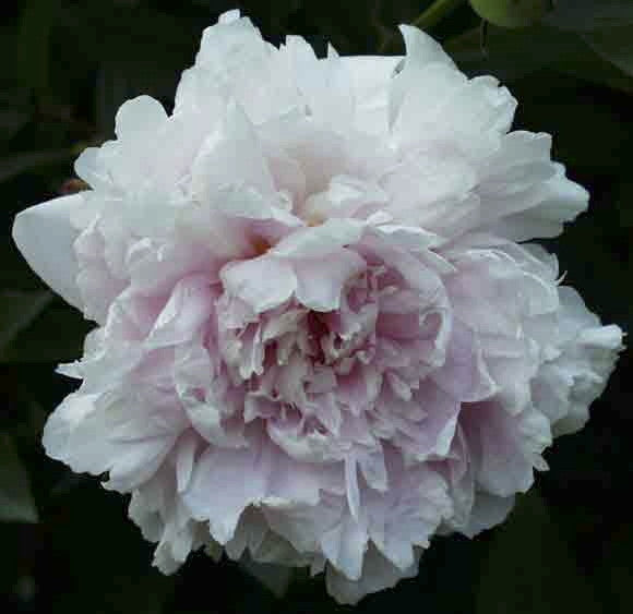 Sarah Bernhardt Peony - Fragrant Pink Flowering Perennial - image 2