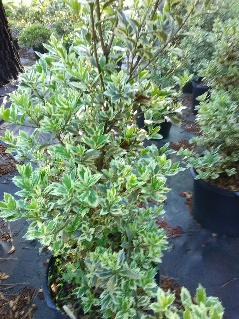 Variegated Osmanthus False Holly - Osmanthus heterophyllus - image 2