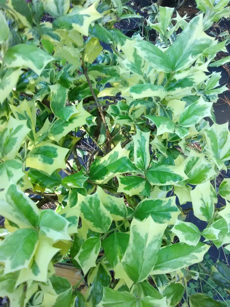Variegated Osmanthus False Holly - Osmanthus heterophyllus - image 3
