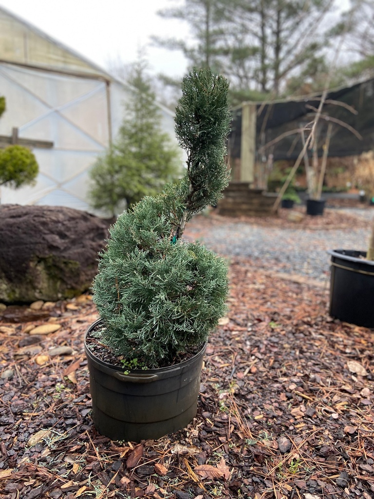 Grey Owl Juniper – Silver-Grey Deer Resistant Evergreen Shrub - image 4