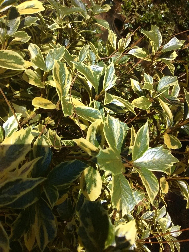 Variegated Osmanthus False Holly - Osmanthus heterophyllus - image 4