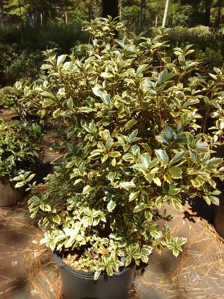 Variegated Osmanthus False Holly - Osmanthus heterophyllus - image 5