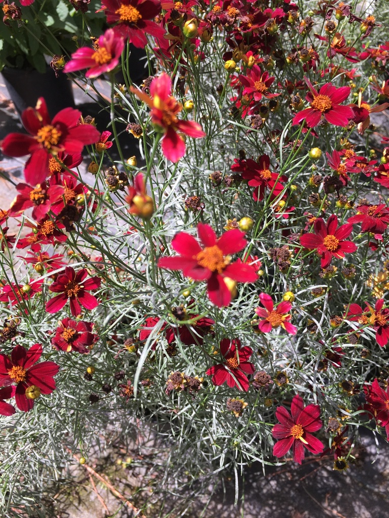 Red Satin Permathread Coreopsis – Deer Resistant Perennial - image 2