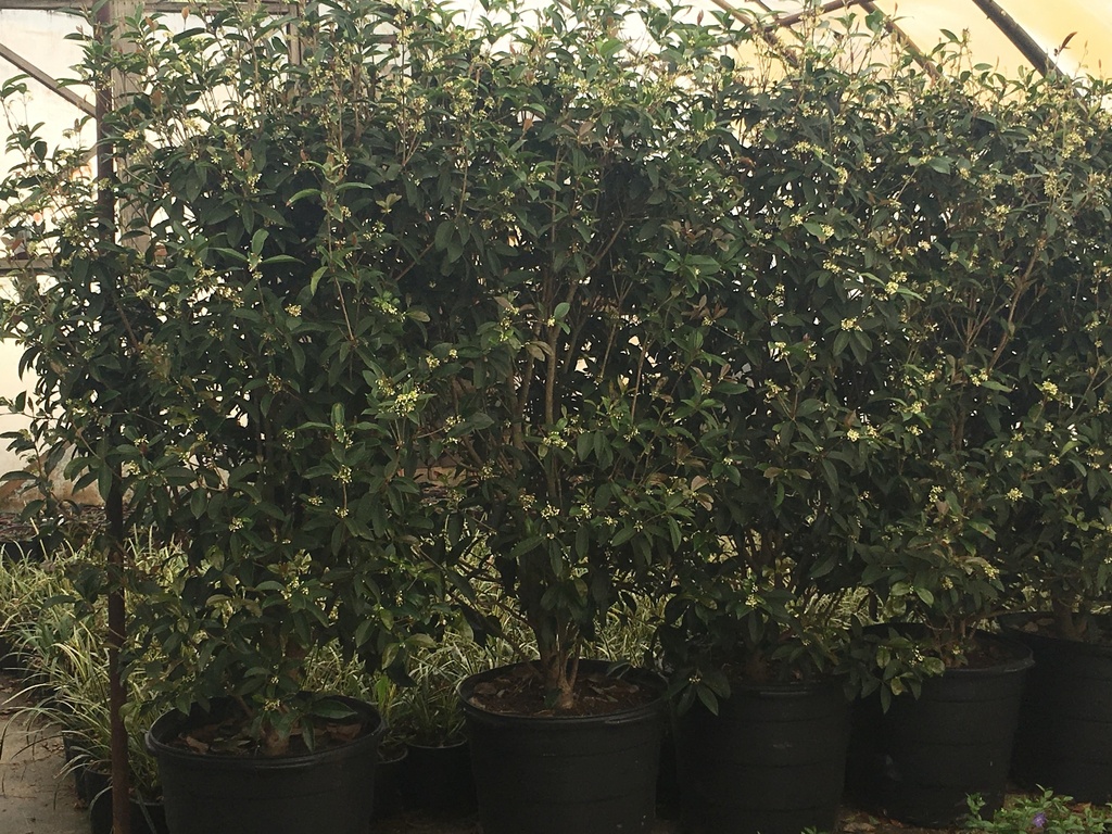 Fragrant Tea Olive - Sweet Osmanthus (Osmanthus fragrans) - image 2