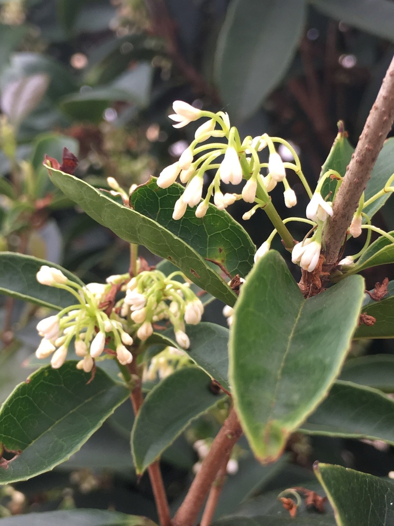 Fragrant Tea Olive - Sweet Osmanthus (Osmanthus fragrans) - image 3
