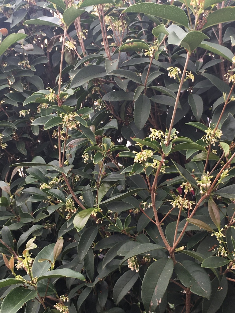 Fragrant Tea Olive - Sweet Osmanthus (Osmanthus fragrans) - image 4