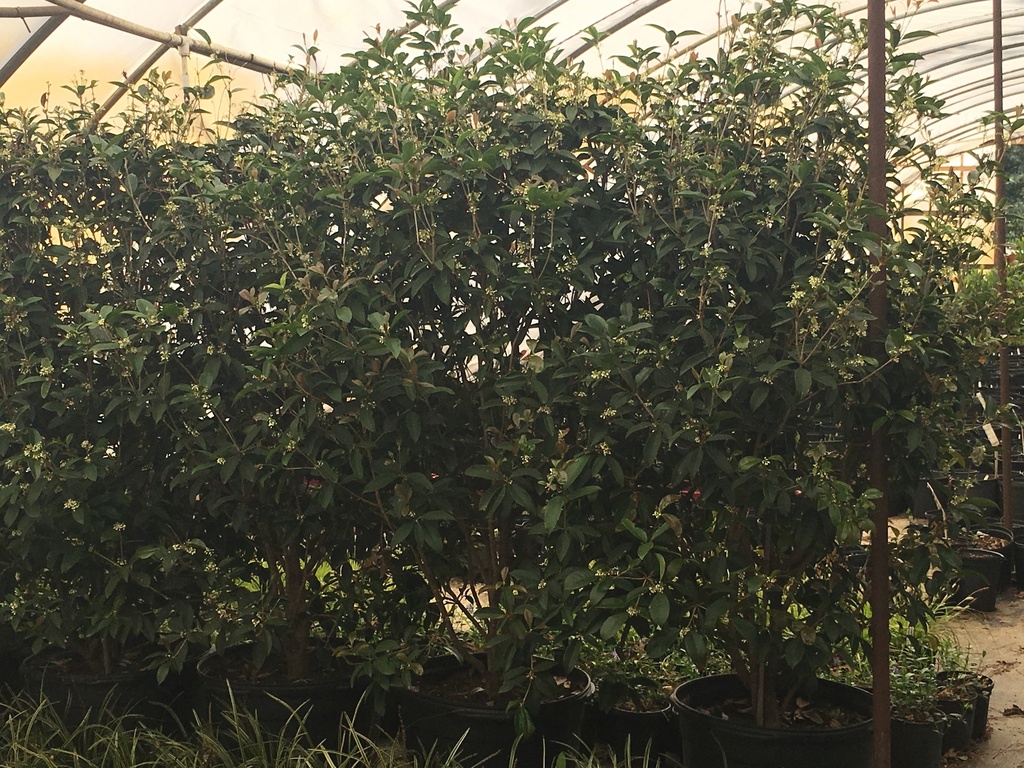 Fragrant Tea Olive - Sweet Osmanthus (Osmanthus fragrans) - image 5