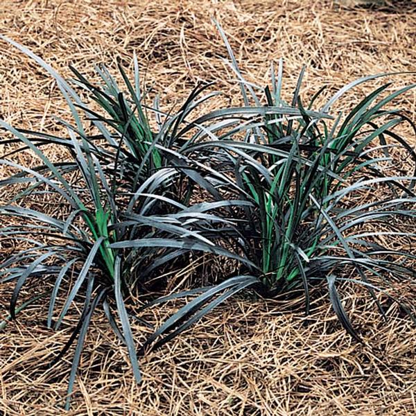 Black Mondo Grass - Ophiopogon planiscapus 'Ebony Knight' - image 2