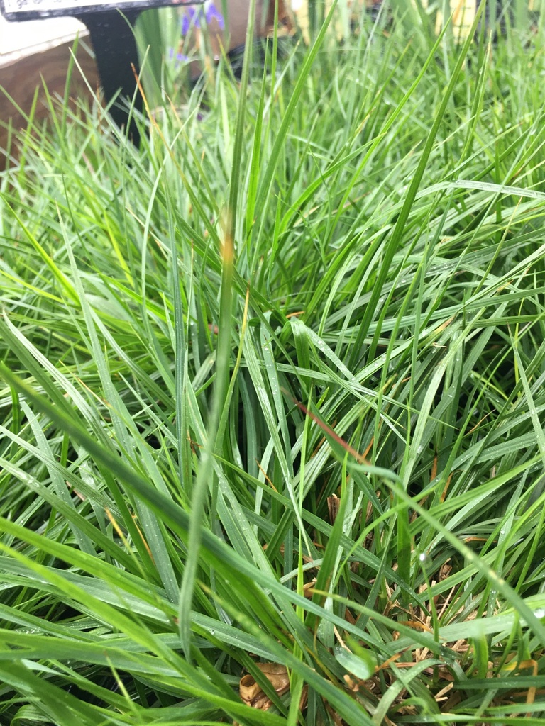 Mondo Grass – Evergreen Groundcover - image 2