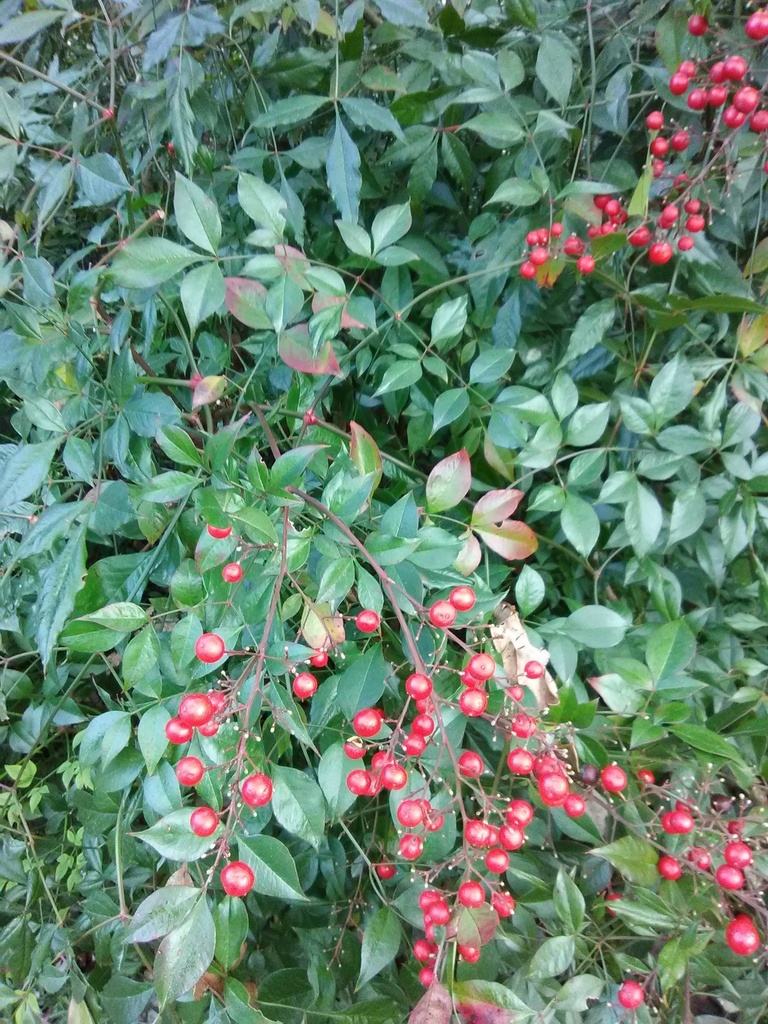 Heavenly Bamboo Nandina - Nandina domestica - image 2