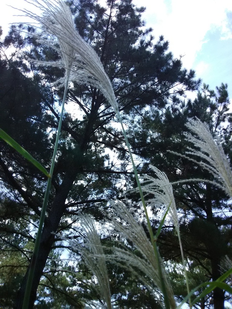 Zebra Grass - Miscanthus sinensis 'Zebrinus' - image 2