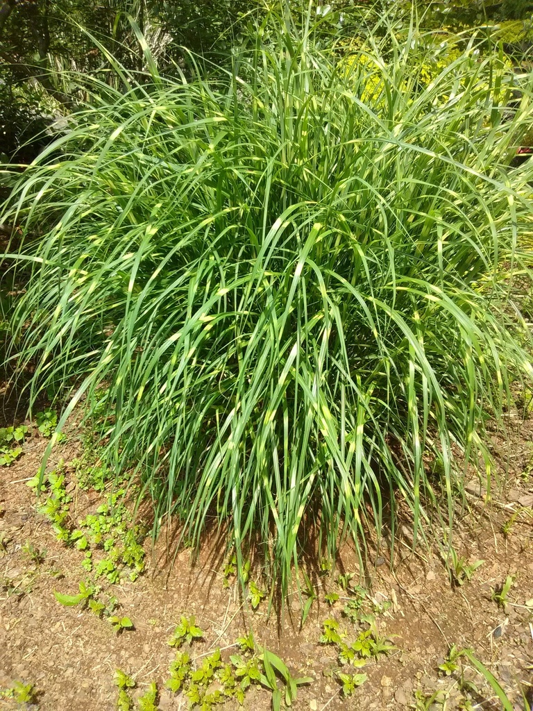 Zebra Grass - Miscanthus sinensis 'Zebrinus' - image 3