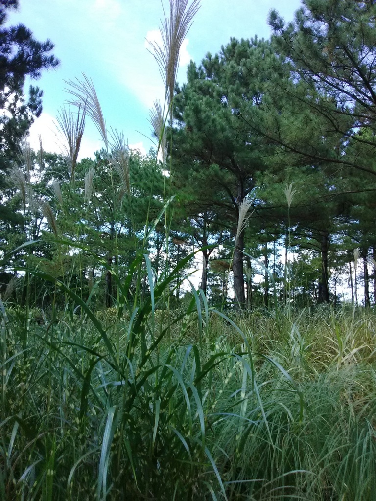 Zebra Grass - Miscanthus sinensis 'Zebrinus' - image 4