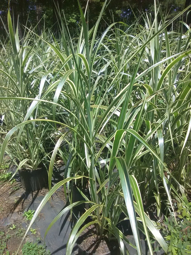 Variegated Striped Eulalia Grass - Miscanthus sinensis 'Variegatus' - image 2