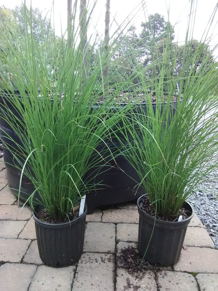 Maiden Grass (Miscanthus sinensis 'Gracillimus') - image 2