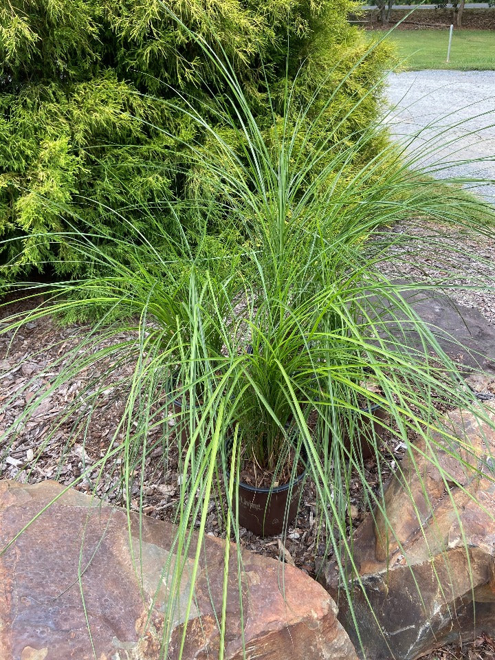 Maiden Grass (Miscanthus sinensis 'Gracillimus') - image 4