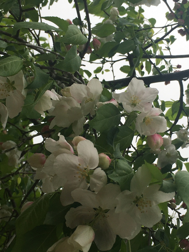Weeping Candied Apple Crabapple - Malus 'Weepcanzam' - image 2