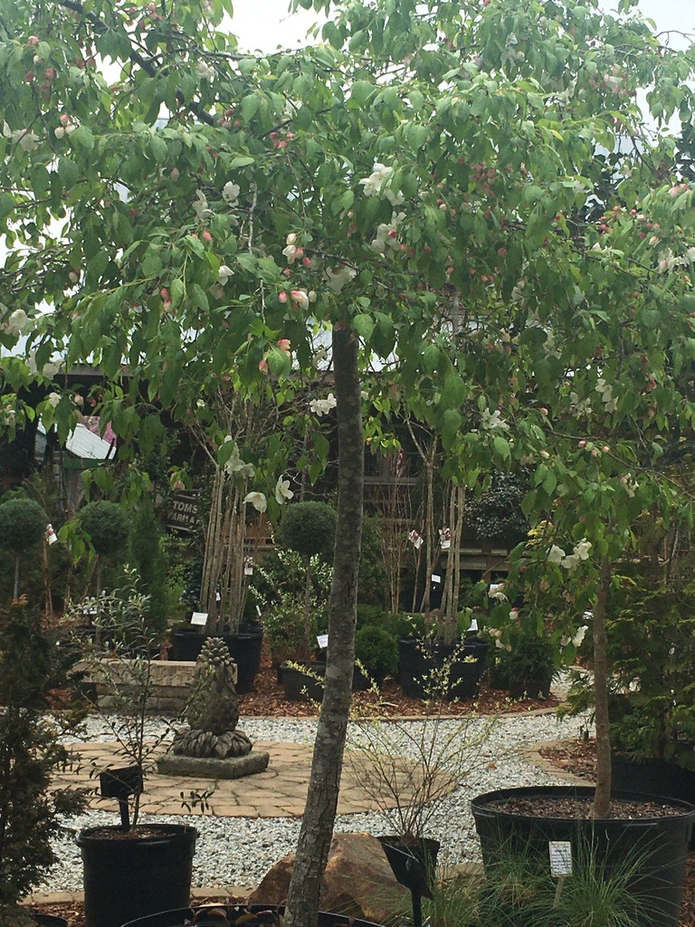 Weeping Candied Apple Crabapple - Malus 'Weepcanzam' - image 3