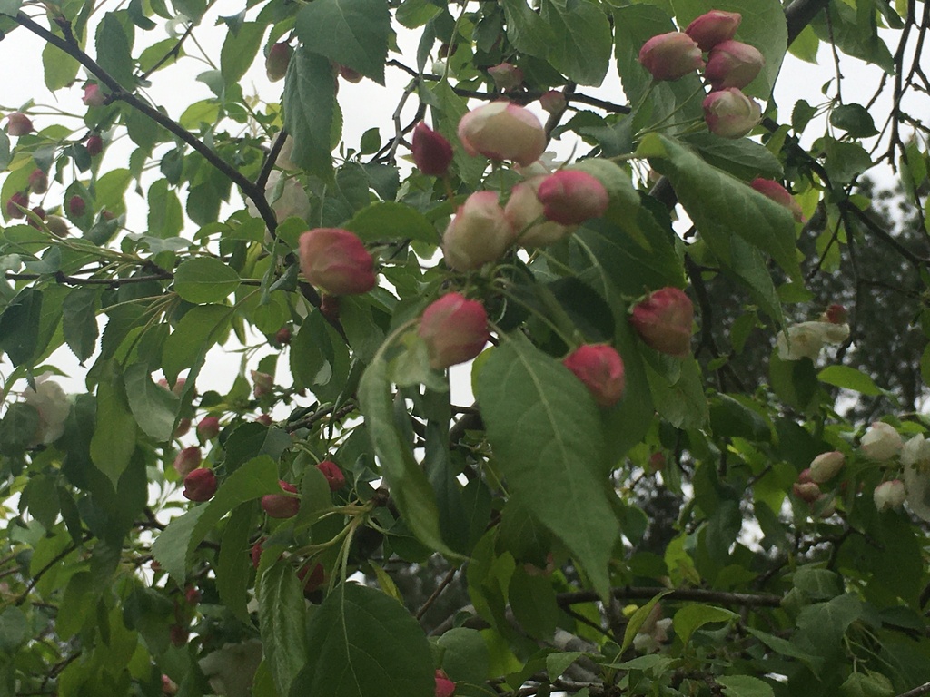 Weeping Candied Apple Crabapple - Malus 'Weepcanzam' - image 4