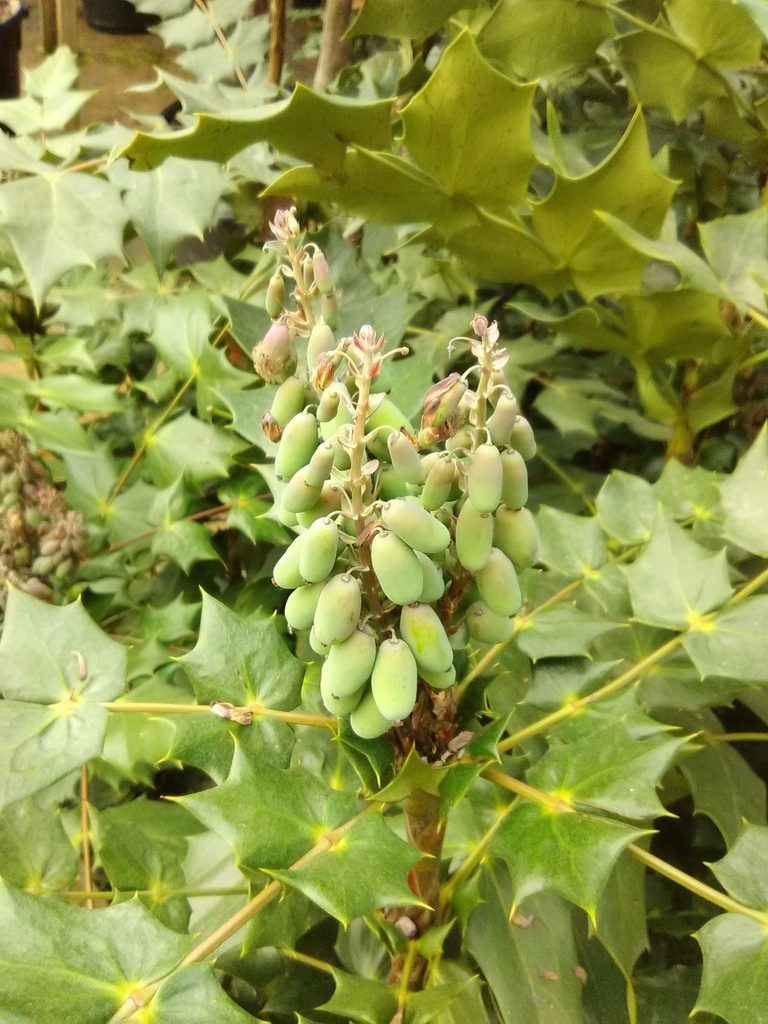 Leatherleaf Mahonia (Mahonia bealei) – Evergreen Shrub - image 2