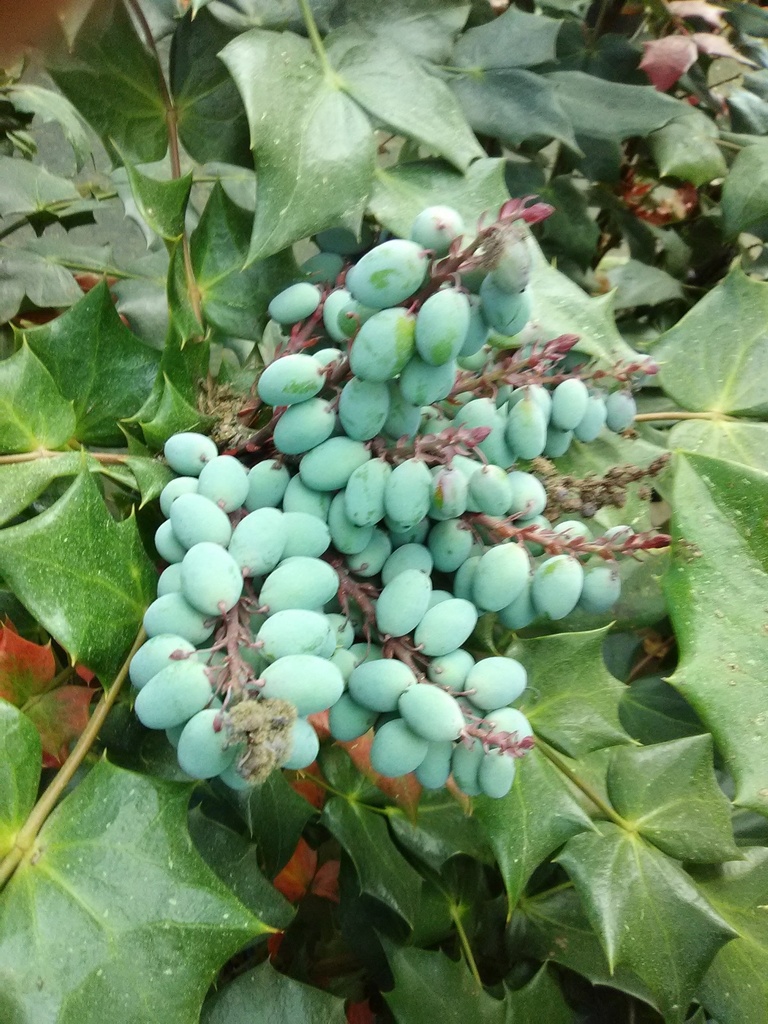 Leatherleaf Mahonia (Mahonia bealei) – Evergreen Shrub - image 3