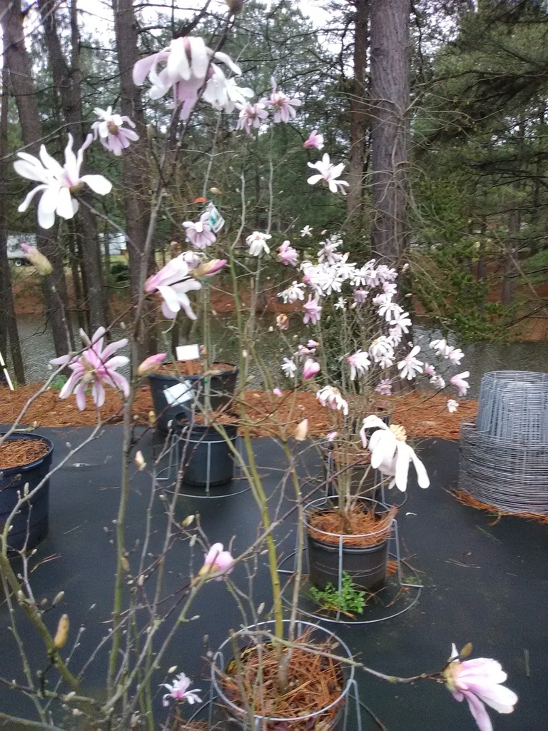 Leonard Messel Star Magnolia - image 2