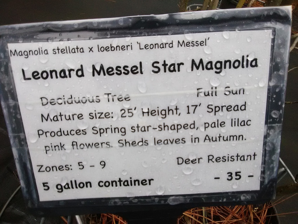 Leonard Messel Star Magnolia - image 3