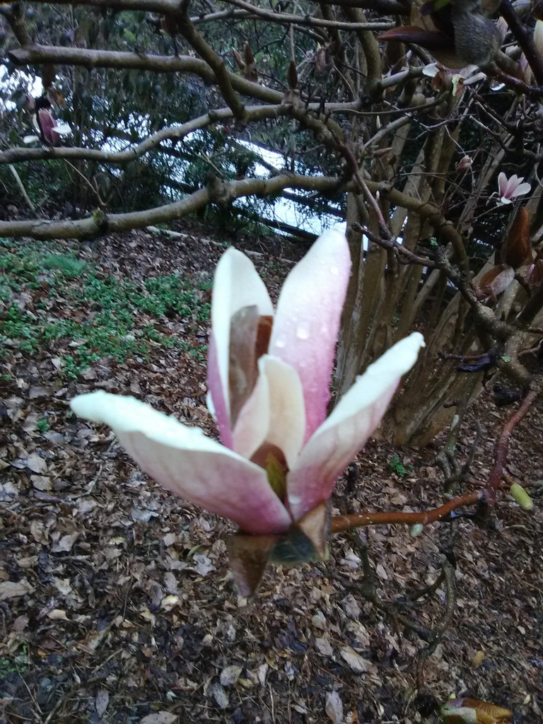 Saucer Magnolia – Magnolia x soulangiana - image 2