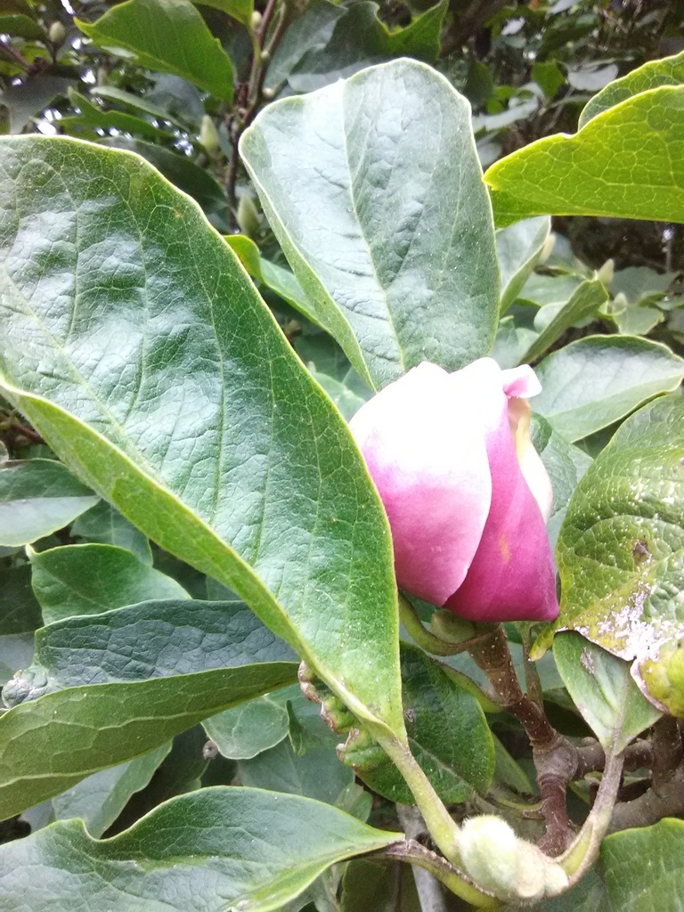 Saucer Magnolia – Magnolia x soulangiana - image 3