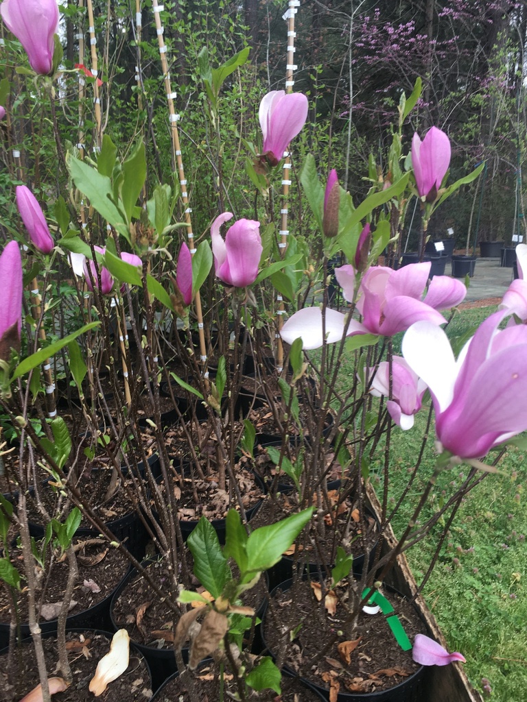 Jane Magnolia - Fragrant Reblooming Tulip Tree - B&B - image 2
