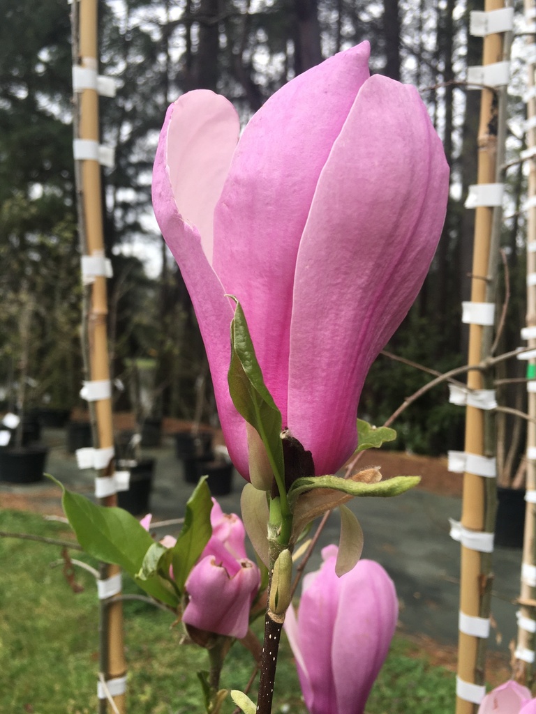 Jane Magnolia - Fragrant Reblooming Tulip Tree - B&B - image 3