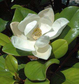 Little Gem Magnolia - Container & B&B - image 2
