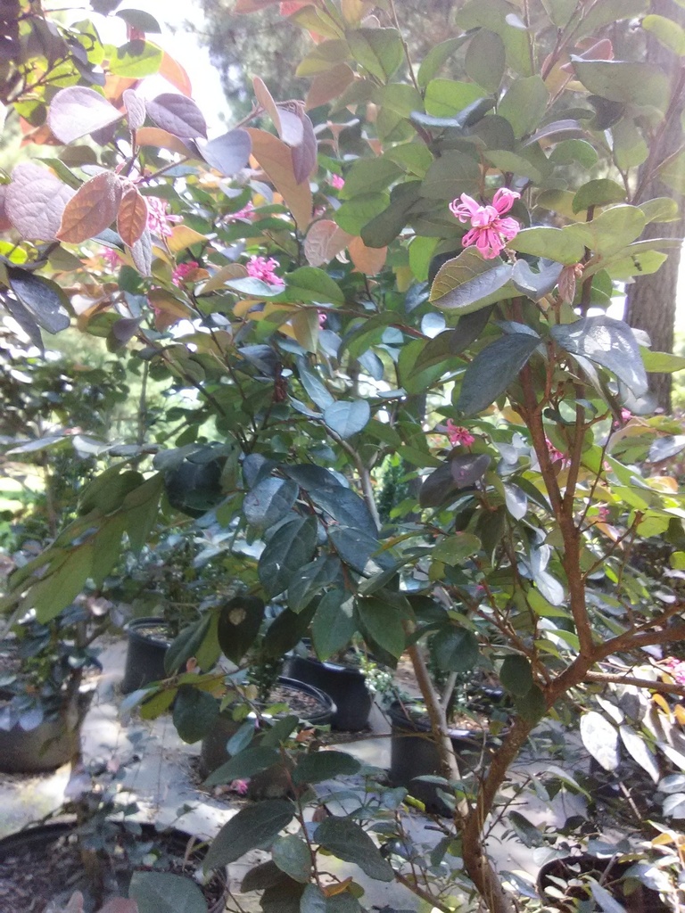 Burgundy Loropetalum 'Pizzaz' - Evergreen Flowering Shrub - image 2