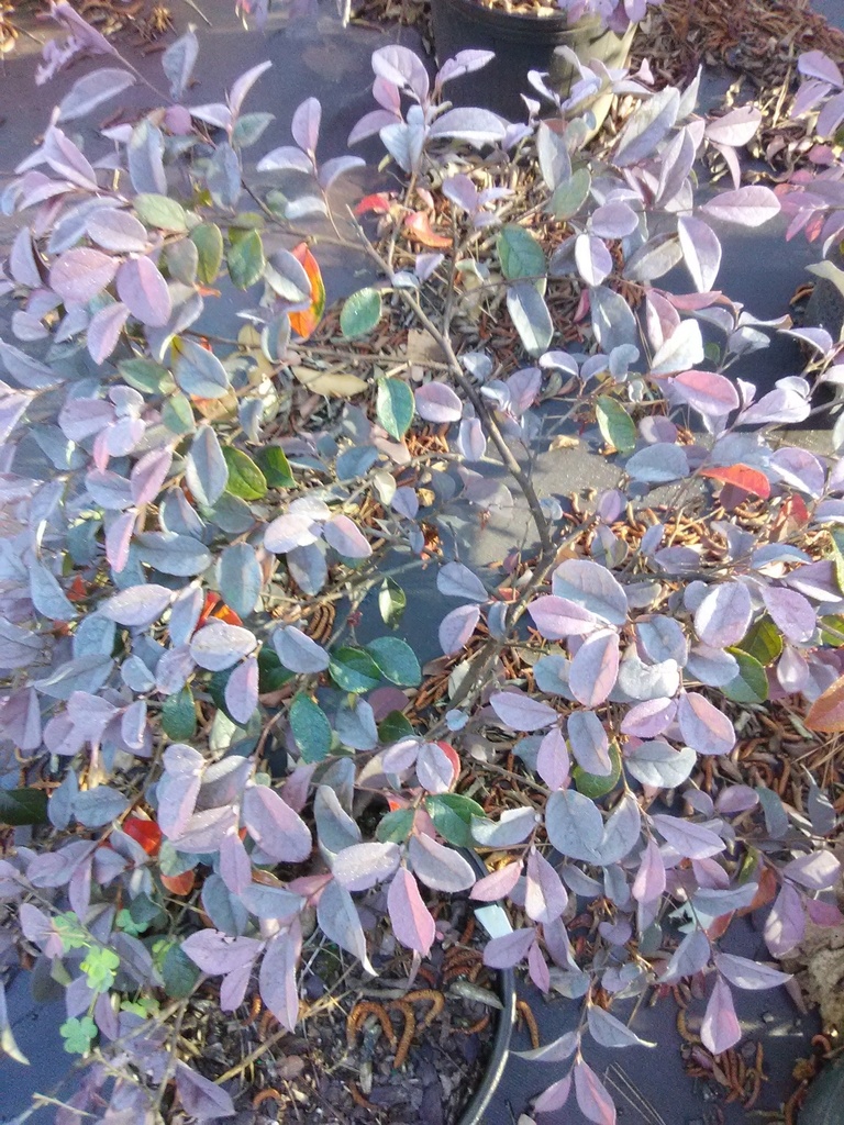 Burgundy Loropetalum 'Pizzaz' - Evergreen Flowering Shrub - image 3