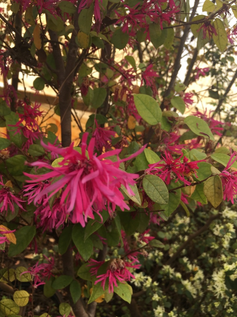 Blush Loropetalum 'Razzleberry' – Pink Flowering Shrub - image 2