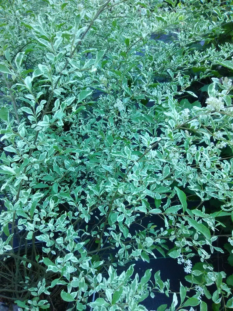 Variegated Chinese Privet - Ligustrum sinensis 'Variegata' - image 2
